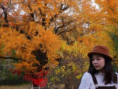 -遵化市禅林寺古银杏风景园