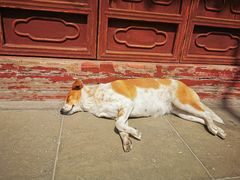 -龙华素斋(龙华路店)