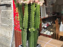 -阿鹏故事云南野生菌火锅(人民路店)