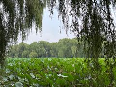 -北陵公园