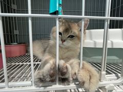 -翊宠yipet猫狗购宠庄园犬舍•猫舍