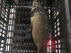 -抚仙湖生态石锅鱼野生菌(告庄店)