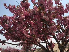 -古柏渡飞黄旅游区