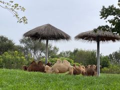 -北京野生动物园