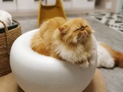 -More Fun猫咖 二十只万元加菲主题