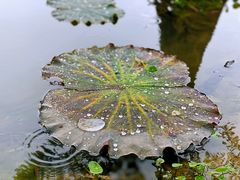 -白塘生态植物园