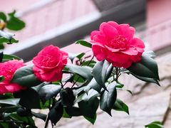 -思南公馆商业街