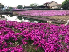 -大塘金香草谷