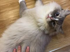 -滚猫咖啡·猫咖·猫友好撸猫(未来城店)