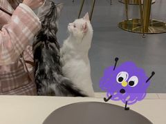 -飞行喵MR PILOT|猫舍·猫咖(静安大融城店)