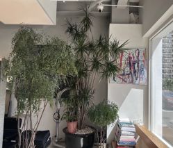 -Hair  Gallery