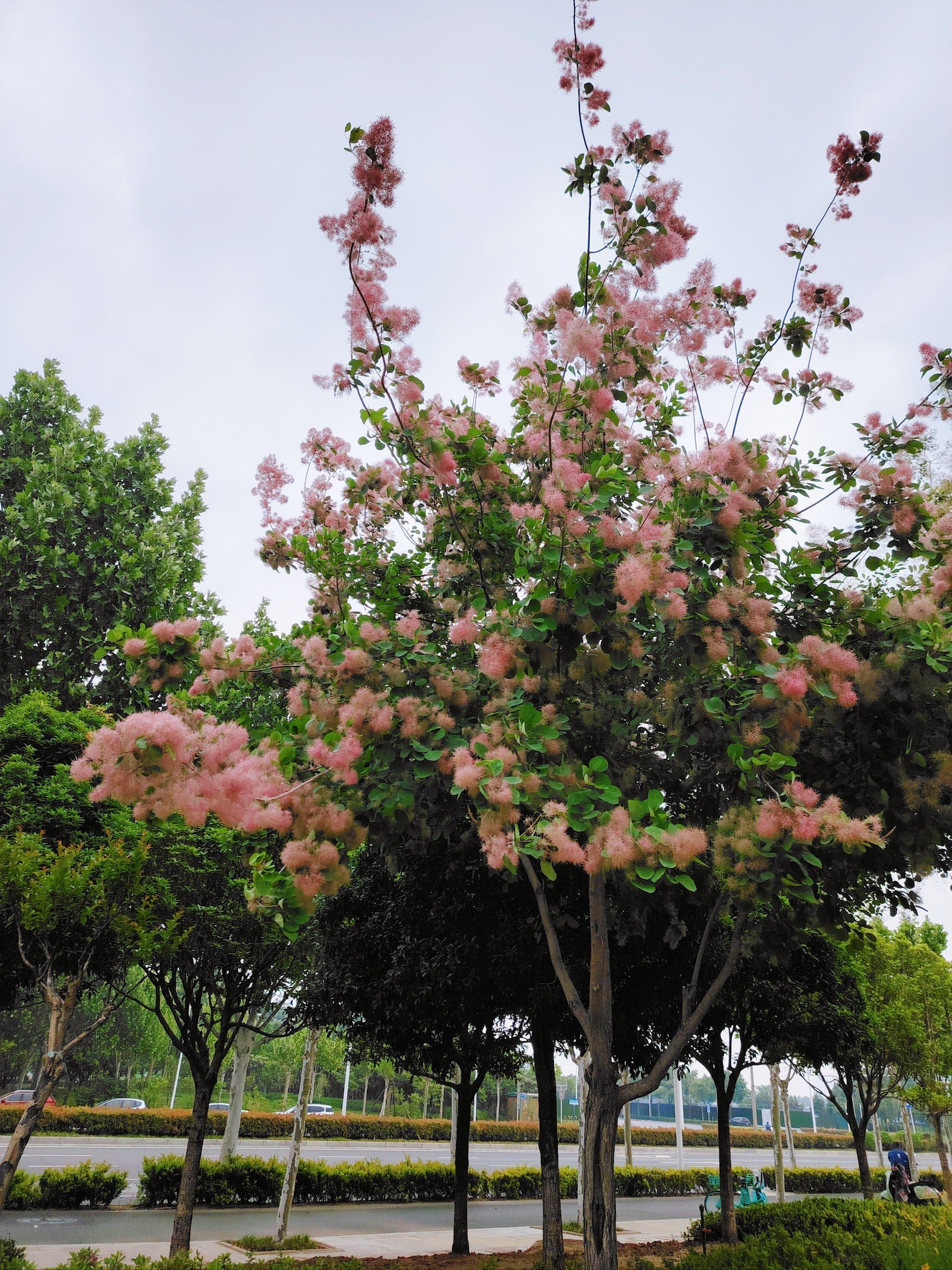 这是什么花树啊?