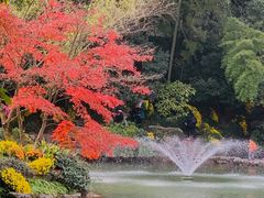 -杭州植物园