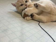 -东方名猫馆·英短金渐层布偶猫舍(环线广场1号楼店)