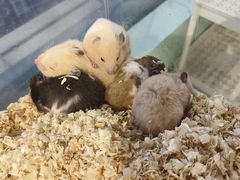 -怪兽屋·羊驼·猫咖·狗咖(俊华广场店)