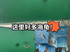 -广东惠东海龟国家级自然保护区
