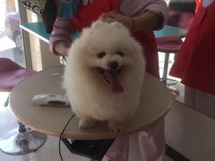 -北京观赏动物医院·24小时大型综合·猫专科·异宠专科