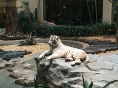 景观位-白虎自助餐厅·真老虎·景观自助餐厅(广州长隆酒店)