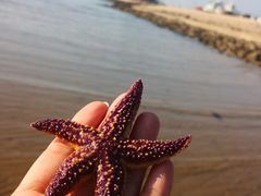 -蓝色海岸海景餐厅(仙螺岛店)
