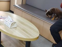 -瑞派伍一宠物医院·眼科·骨科·猫科转诊中心(马王堆院)