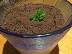 酸奶小盆栽-蜜桃餐厅·古运河畔(南下塘店)