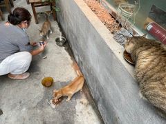 -章记正宗南岗鱼蛋火锅