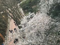 -武汉大学-樱园