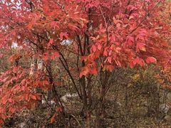 -庆岭迎宾园正宗活鱼馆