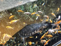 -萌宠奇缘(荣鼎店)