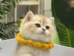 -猫十亿·布偶金渐层·曼基康矮脚猫舍(青年路店)