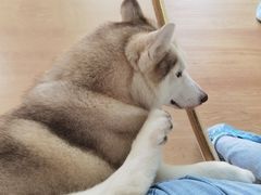 -Husky Go! 哈士奇体验馆·宠物咖啡厅狗咖