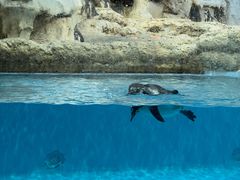 -帝企鹅自助餐厅•儿童岛•真企鹅(长隆企鹅酒店)