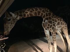 -清迈夜间动物园