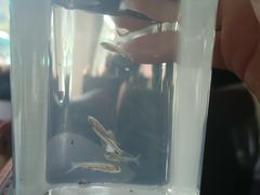 -小七孔景区-六十八级跌水瀑布