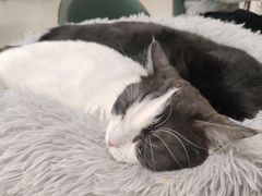 -安格丽娜·狗咖·猫咖羊驼咖(春熙路百盛商场店)