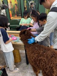 -神奇动物撸宠馆·羊驼·小浣熊·异宠(豫园店)