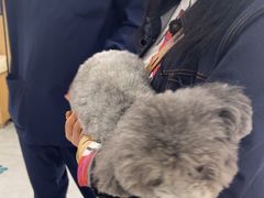 -瑞派长江宠物医院·猫科·外科·24小时夜护(谊城公寓分院)