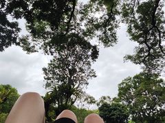 -深圳仙湖植物园