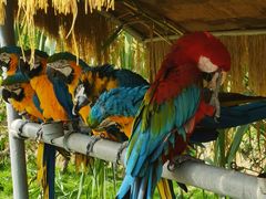 -西霞口神雕山野生动物世界