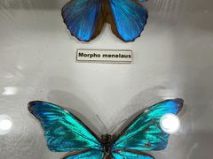 -上海大自然野生昆虫馆(东方明珠·爬宠昆虫探索中心)