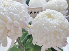 -杭州植物园