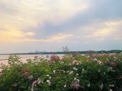 -贡湖湾湿地公园