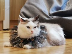 -啵啵喵·猫咖(攀华国际店)
