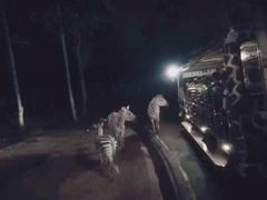 -清迈夜间动物园