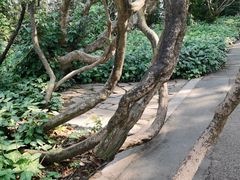 -中国科学院西双版纳热带植物园