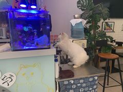 -平行世界·猫咖(首经贸店)