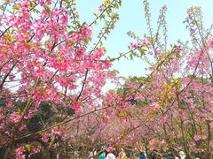 -南山植物园