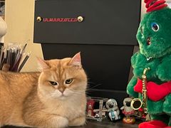 -Silly Dog Coffee(滨江店)