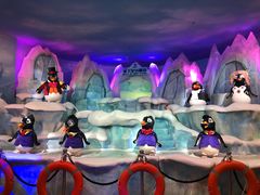 -帝企鹅自助餐厅•儿童岛•真企鹅(长隆企鹅酒店)