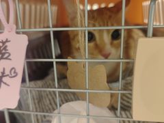 -瑞鹏宠物医院·骨科·猫科·内科(第一中心)
